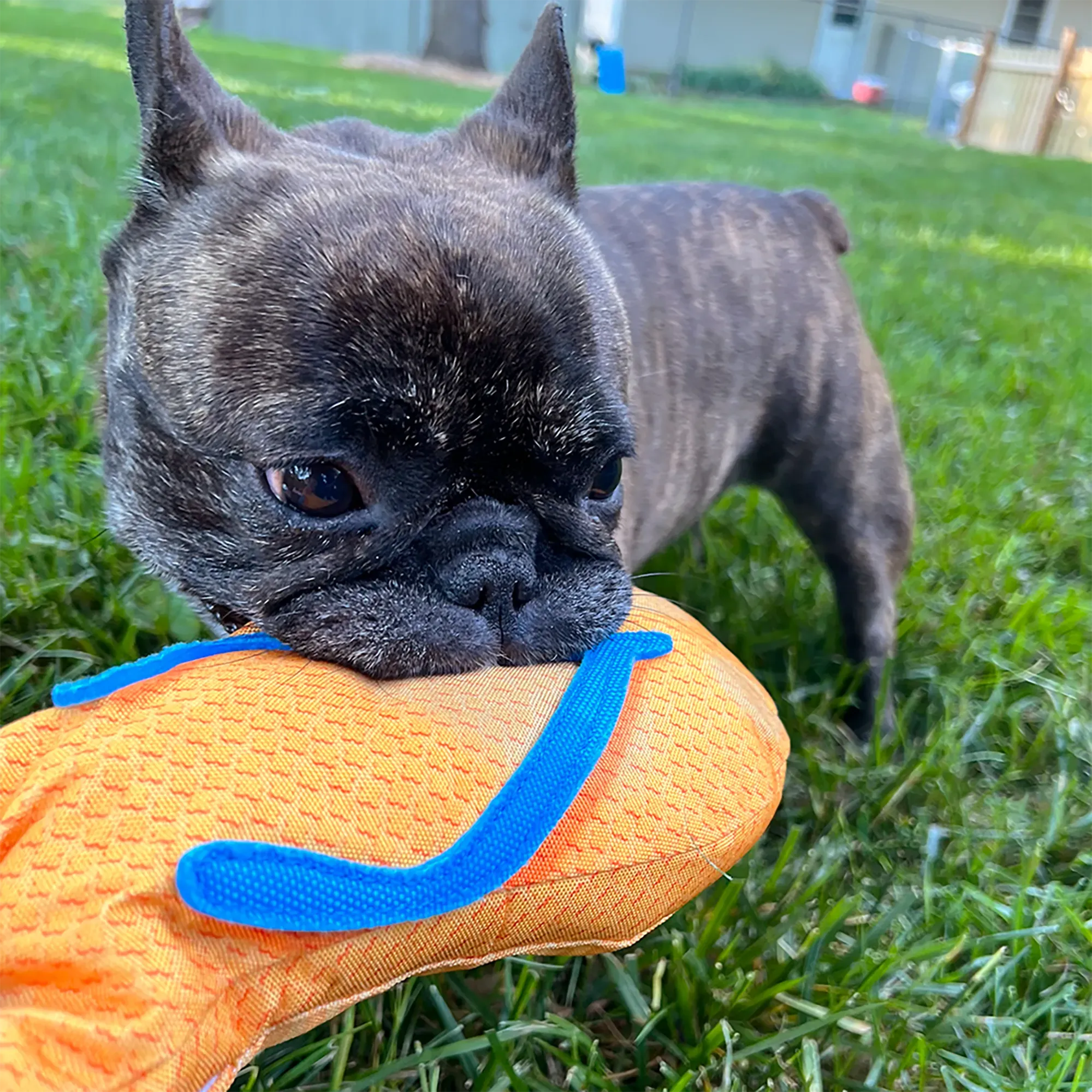 Get to the Beach Flip Flop Refillable Dog Toy